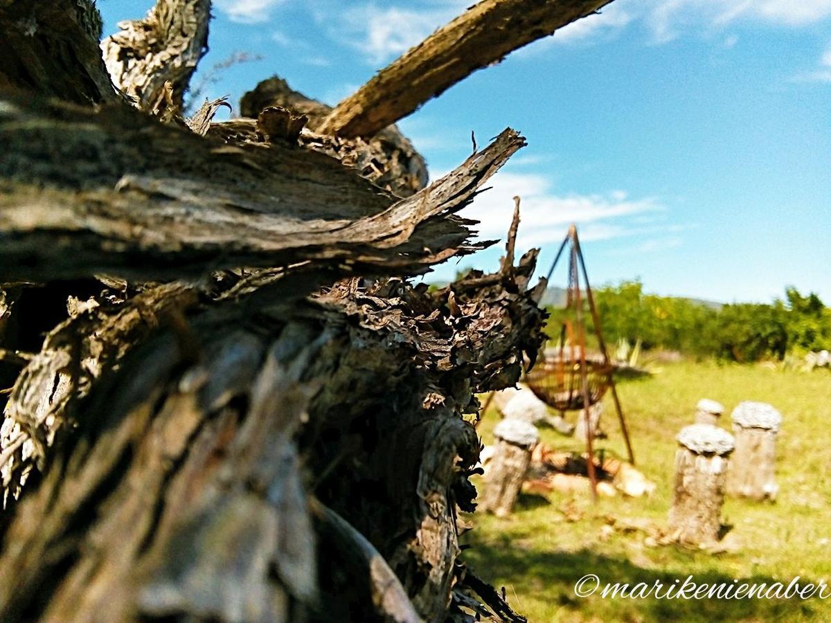 Shepherd'S Tree Backpackers Knysna Exteriör bild